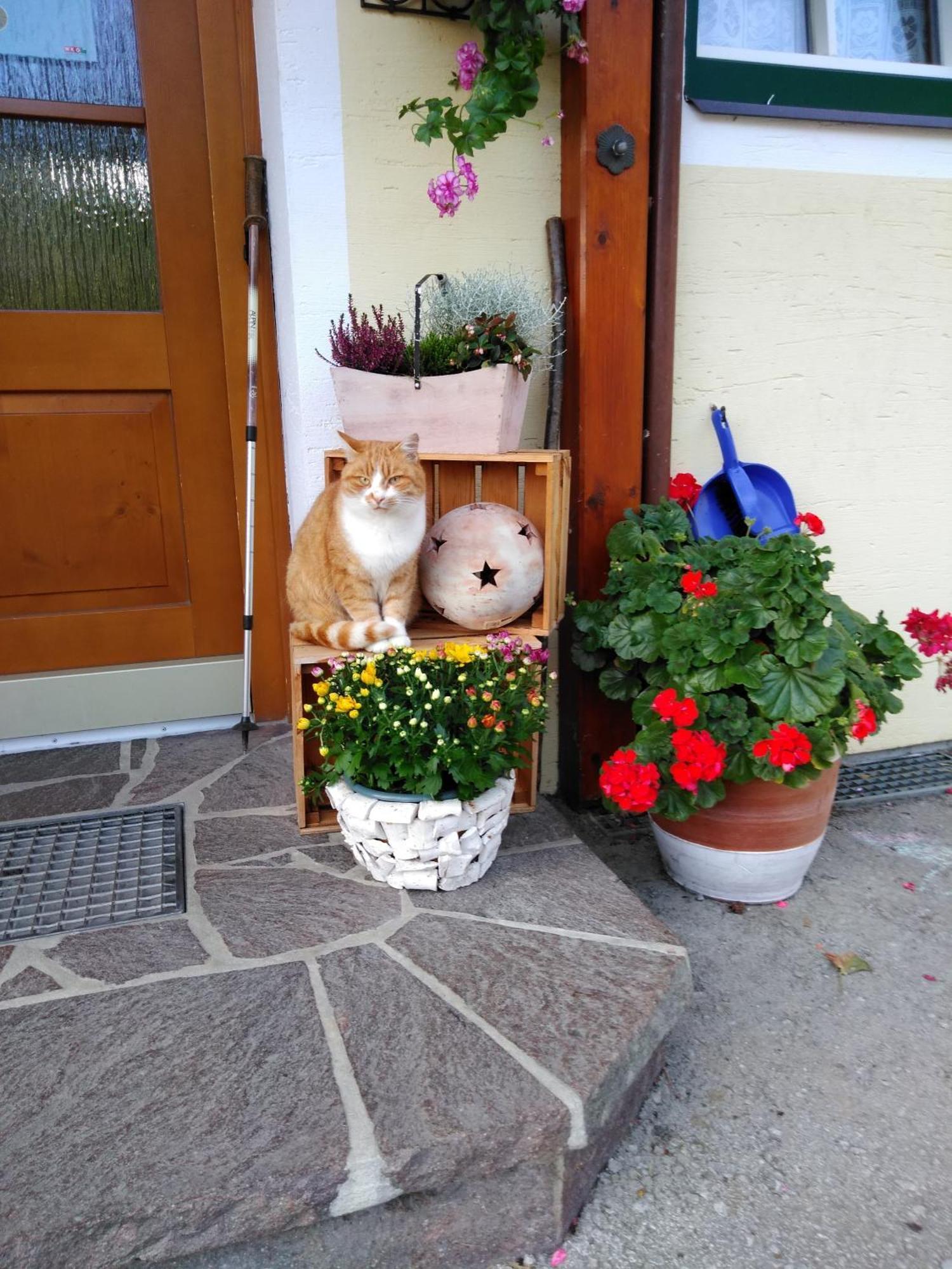 Linarhof Apartment Urlaub Am Bio Bauernhof Haus im Ennstal Kültér fotó